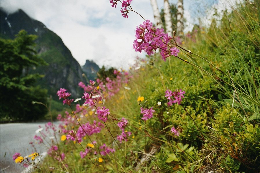 2003060530 balestrand blomster